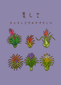我養的空氣鳳梨開花期(莫蘭迪紫色)
