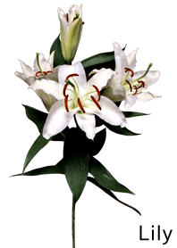 A lot of lilies