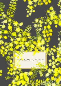 Spring color flowers -mimosa black-