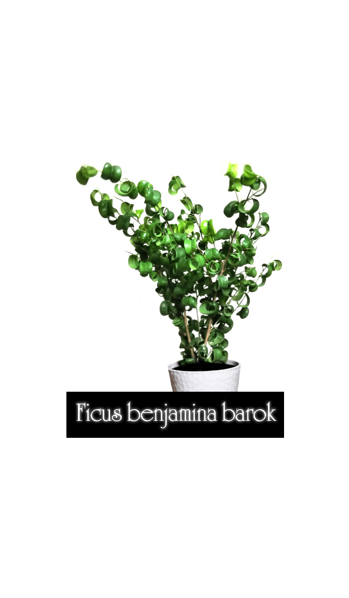 Ficus benjamina barok