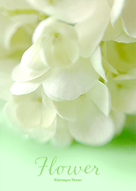 Flower -Hydrangea