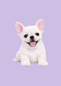 Plush Frenchie Purple 04