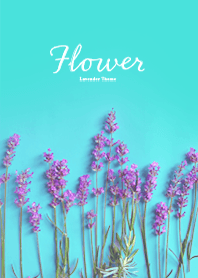 Flower -ラベンダー