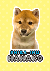 Shiba Inu Hanako [PhotoTheme*a03]