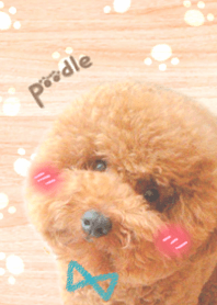 A cute poodle dog!