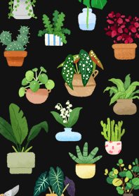 Foliage Plants 6