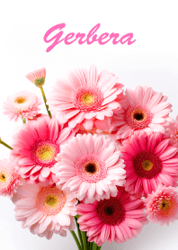 Gerbera vol.9