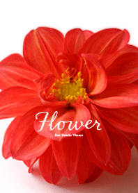 Flower -Red Dahlia