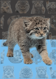 嬰兒曼努爾貓 藍黑色!