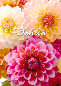Dahlia vol.4