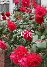 rose theme!