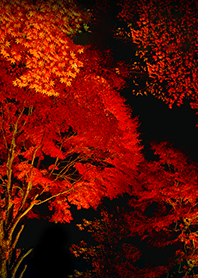 幻想的な夜の紅葉