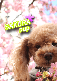 SAKURA pup