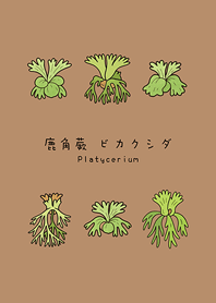 我養的鹿角蕨(奶茶色)