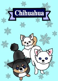 SIZUKU's Chihuahuas
