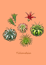 優雅的空氣鳳梨(淺橘色)