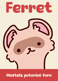 - フェレット -