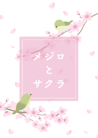 white-eye & cherry blossoms(white)
