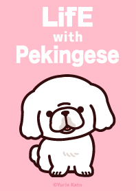 Life with Pekingese