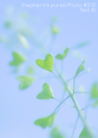 ペンペン草 Photo#3-12Not AI