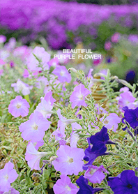 beautiful purple flower