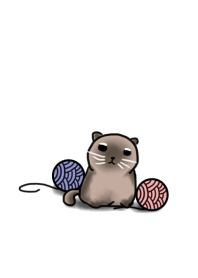 silly cat - staring
