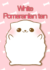 White Pomeranian tan