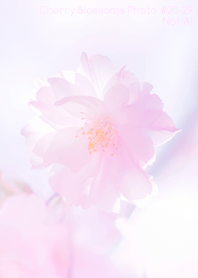 CherryBlossoms Photo#20-29Not AI