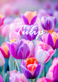 "Tulip vol.35" theme