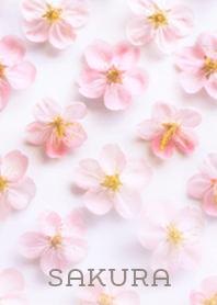 SAKURA  pattern