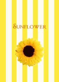 Sunflower - Himawari