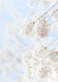 SakuraBokeh 23