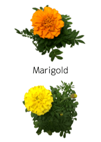A lot of marigold