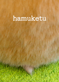 pretty hip HAMUKETU