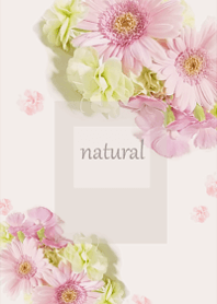 Gentle scent of fragrant gerbera9.