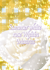 Summer white rose Whitin Madras