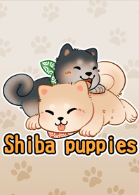 Cute Shiba Puppies