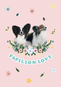 Papillon Love