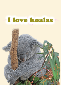 I love koalas
