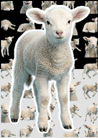 baby sheep Black & White