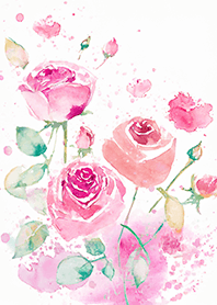 Beautiful rose flower(R4272)