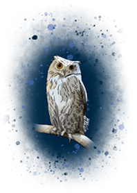 真夜中のフクロウ(ver.1)
