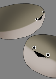 呆然とする坂番のカメ(アイアングレー)