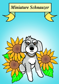 Haru the Schnauzer