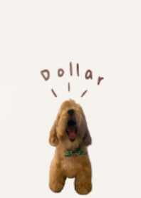 Hey I am Dollar