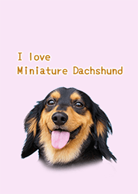 Dress change of miniature dachshund