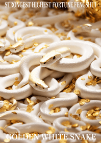 White snake  Lucky 31