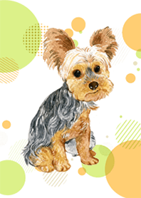 ヨークシャーテリア-Ystudio
