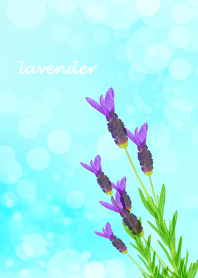 Blue sky and lavender