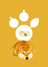 柴犬「ゆづ」のフォト着せかえ